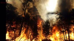Как спастись в лесу от пожара:правила безопасности в лесу. - lesnie-pozhari-v2.orig.jpg