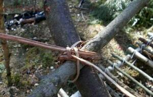 Веревка из елового корня - k255SU7RzLg.jpg