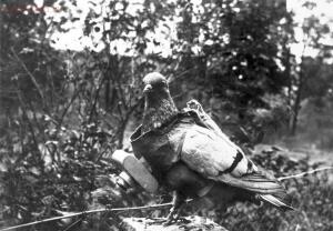 Старые фото обо всем... - A-pigeon-with-a-small-camera-attached.-The-trained-birds-were-used-experimentally-by-German-citizen-Julius-Neubronner-before-and-during-the-war-years-capturing-aerial-images-when-a-timer-mechanism-clicked-the-shutte.jpg